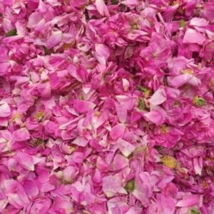 گل محمدی