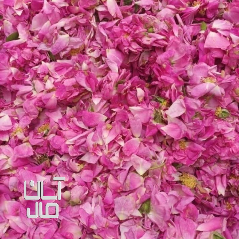 گل محمدی