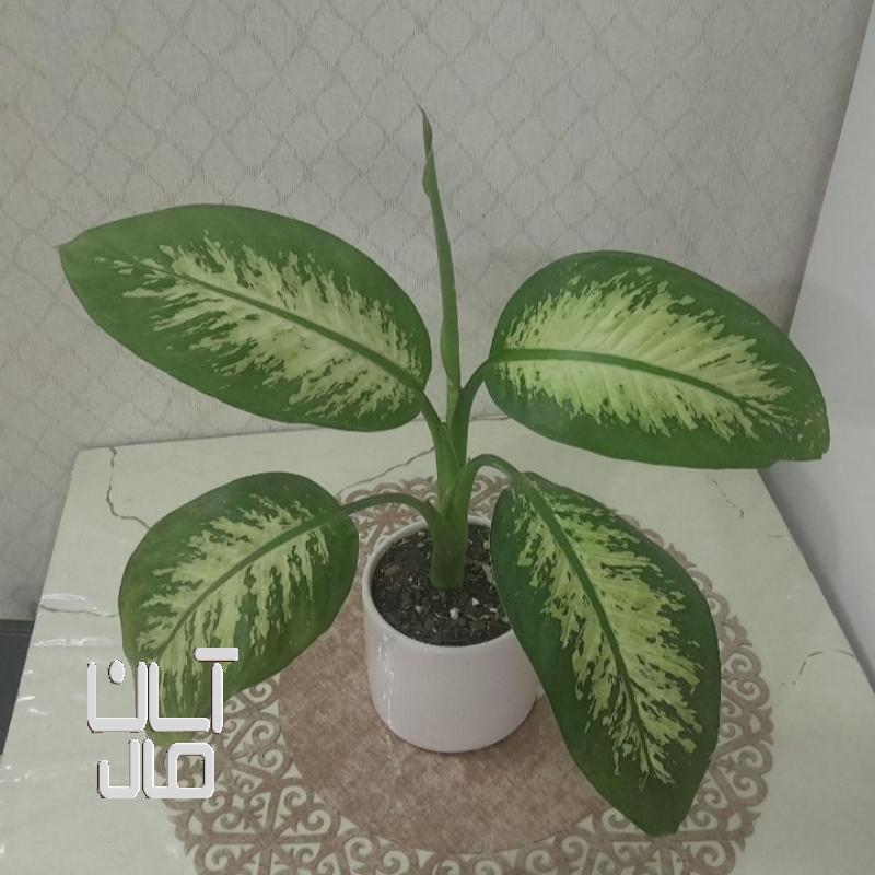 گل دیفن باخیا