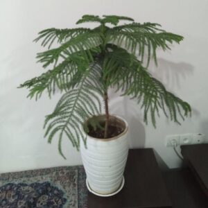 گل کاج مطبق