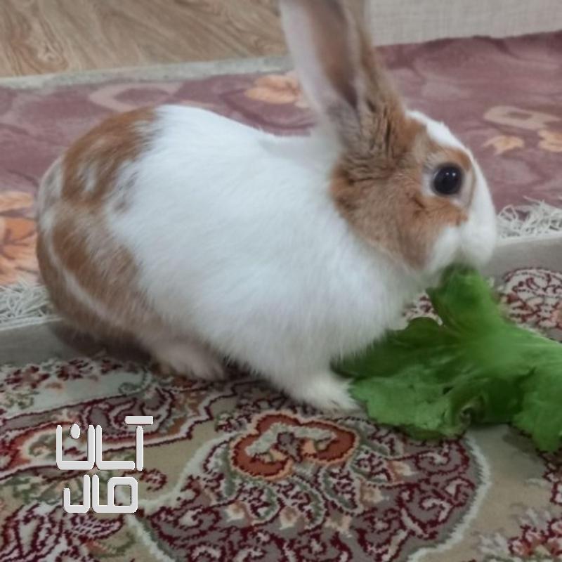 خرگوش