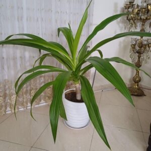 گل طبیعی