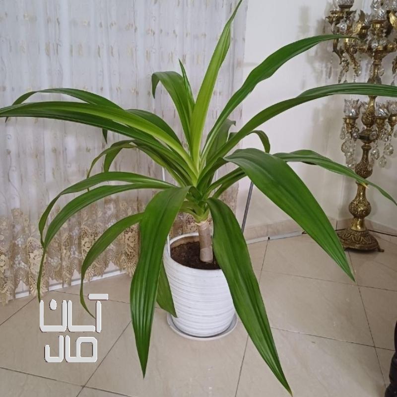 گل طبیعی