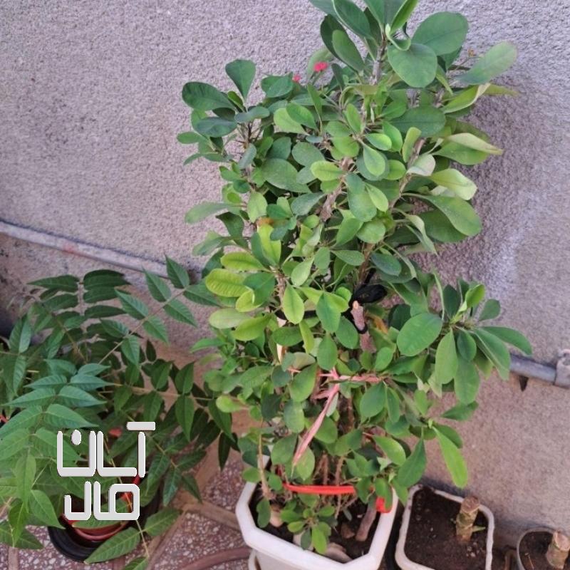 گل مرجان