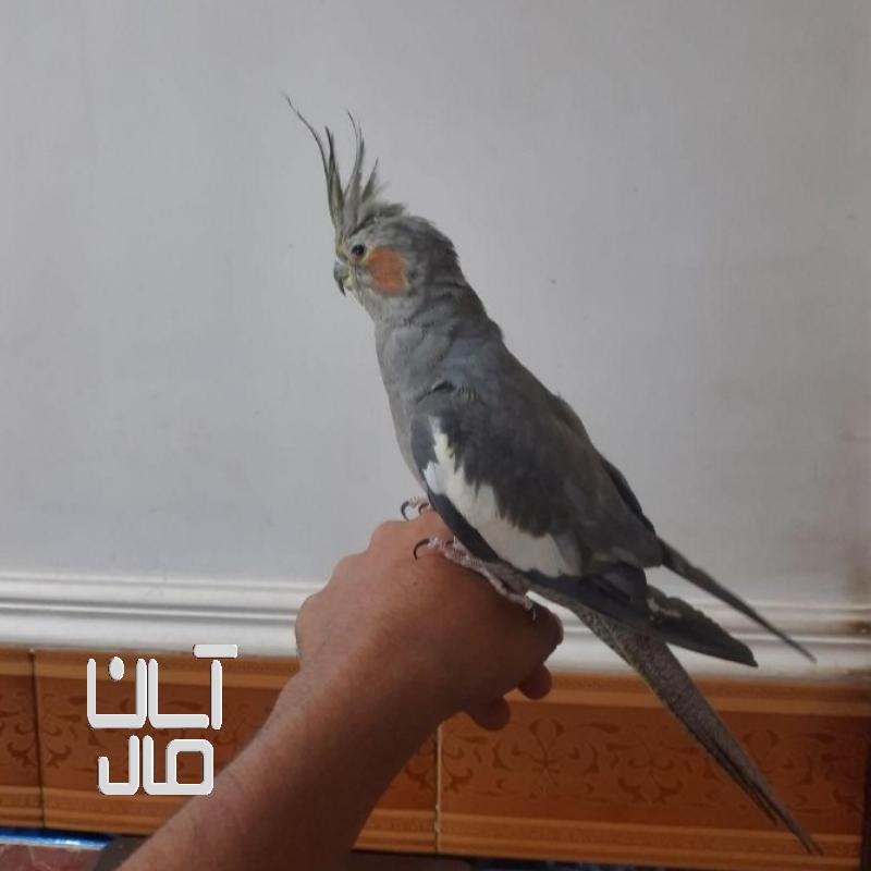 عروس هلندی