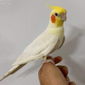 عروس هلندی