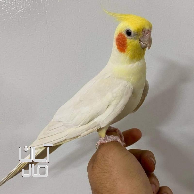 عروس هلندی