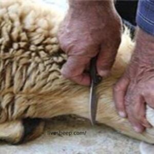 زبح گوسفند درب منزل .مخصوص همه روزها و مناسبت‌ها