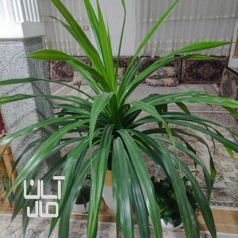 گل آپارتمانی