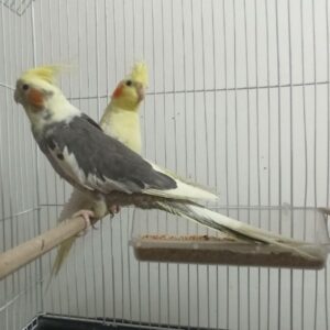 یک جفت عروس هلندی